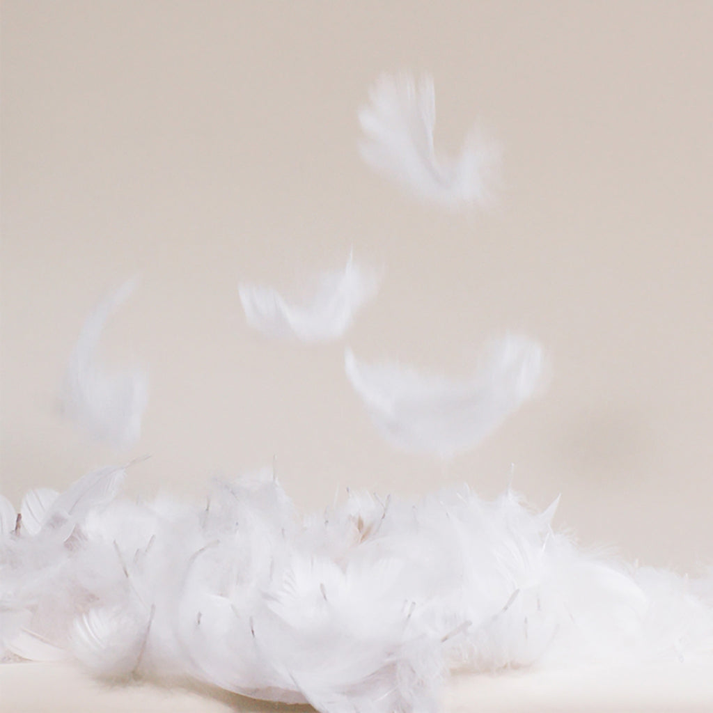 PDP2 Option[Down] LIFESTYLE